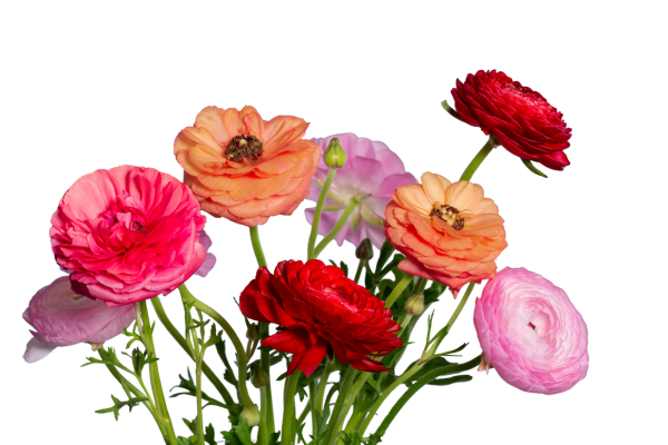 Ranunculus 